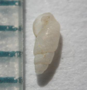 Odostomia ?